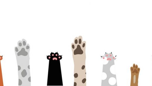 Paws by Px Alexandra Koch